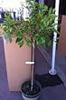 Satsuma Mandarin Orange Tree Topiary, Five Gallon Container by Monrovia Growers
