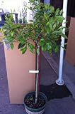 Satsuma Mandarin Orange Tree Topiary, Five Gallon Container by Monrovia Growers