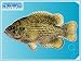 Rock Bass Vinyl Fish Decals 6" left Stickers.