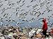 Birds Fly as a Girl Walks Through a Pile of Garbage on a City Dump on the Outskirts of Belgrade Associated Press Collection Photographic Poster Print, 24x18 Image