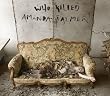 Who Killed Amanda Palmer: A Collection of Photographic Evidence