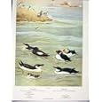 BIRDS BLACK GUILLEMOT RAZOR BILLED AUK DOVEKIE PUFFIN