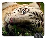 Although an evening match the:) Mouse Pad, Mousepad (Cats Mouse Pad)