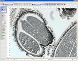 GX Microscopes VideoMet software for Professional Interactive Image Analysis, With Numerous Interactive and Powerful Analysis, Imaging and Viewing Tools