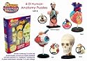 Corners Of The World 4-D Human Anatomy Puzzle #Hap-8