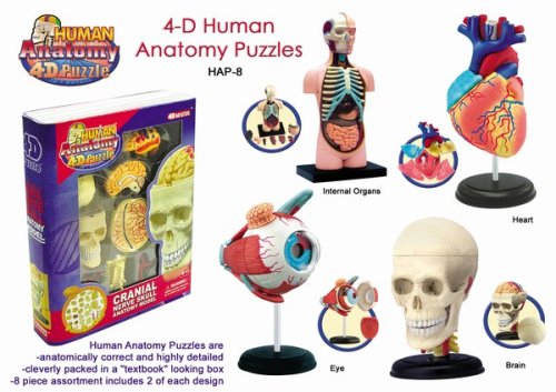 51Hni5y qqL 4 D Human Anatomy Puzzle, (Pack of 4)