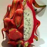 Dragon Fruit Plant - Hylocereus - Pitaya/Strawberry Pear - 3" Pot