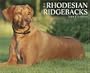 Just Rhodesian Ridgebacks 2008 Calendar