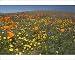 Photographic Prints of California Poppies and Yellow Goldfields (Lasthenia californica), Pygmy-Leaved from Ardea Wildlife Pets