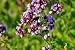 Marjoram or Oregano(herb and Spice) with Purple Flowers - 24