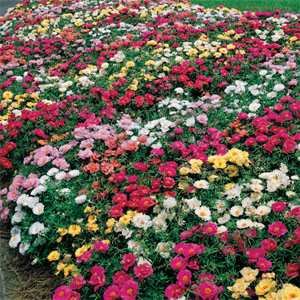Moss Rose Mix - 5000 Seeds