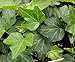 Thorndale English Ivy 48 Plants - Hardy Groundcover - 2 1/4