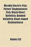 Weakly Electric Fish: Peters' Elephantnose Fish, Black Ghost Knifefish, Banded Knifefish, Blunt-Jawed Elephantnose-
