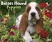 Basset Hound Puppies 2013 Wall Calendar (Just (Willow Creek)) Basset Hound Puppies 2013 Wall Calendar (Just (Willow Creek))