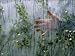 Hand and House Plants Through a Fogged Up Window Photographic Poster Print by Joel Sartore, 12x16