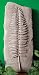 FERN Wall PLAQUE Holiday SEASON Plant LEAF Indoor CHRISTMAS Outdoor GARDEN