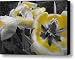 Lemon Drops Canvas Print / Canvas Art - Artist Toni Jackson
