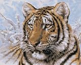Bucilla 21674 Paint by Number, Siberian Tiger
