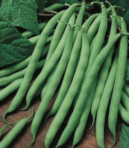 Seeds and Things 50 Blue Lake Pole Bean Seeds Seeds and Things 50 Blue Lake Pole Bean Seeds