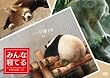 みんな寝てる　―パンダもゾウもカピバラも・・・動物達の寝顔いっぱいー [DVD]