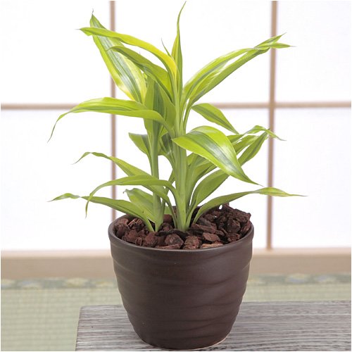 観葉植物｢ドラセナ・サンデリアーナ｣茶陶器鉢