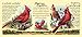 American Expedition AMECM15128 Cardinal 15 oz. Mug