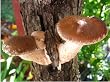 Soul 2 Grow Shiitake Mushroom Spawn (25 Pk.)