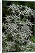 Canvas Prints of DAD-1810 Fluela - Part evergreen, hardy perennial from Ardea Wildlife Pets