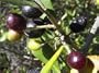 Olive Tree - Tree of Peace - Olea europaea - 4" POT