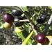Olive Tree - Tree of Peace - Olea europaea - 4" POT