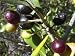 Olive Tree - Tree of Peace - Olea europaea - 4" POT