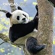 Pandas 2013 Square 12X12 Wall Calendar