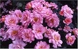 Review World of Roses  / Pink Tiara