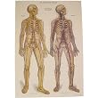 Anatomical Skeletons Cavallini Gift Wrap Decoupage paper,vintage look poster or print