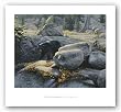 Boulder Bruin by Stephen Lyman 16"x20" Art Print Poster