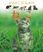 ねこ (Watch me grow おおきくなあれ)