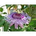 Passion flower 'Purple Haze' climber