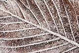 IMAGE OF Wallmonkeys Peel and Stick Wall Decals - Ice Crystals on Leaf - 48