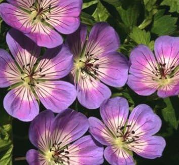 50 Pretty in Purple Geranium Seeds - My Secret Gardens