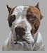 American Pit Bull Terrier - Cross Stitch Pattern