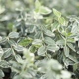 Ground Cover - Variegated Wintercreeper