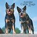 Australian Cattle Dogs 2009 Square Wall Calendar (Multilingual Edition)