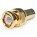 MPI BNC Male to RCA Female Adaptor - Gold Plated