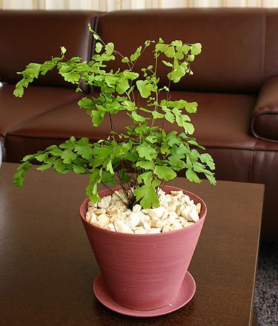 【いい庭／観葉植物】アジアンタム小鉢※パープルｓ