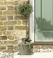 Single Olive Tree