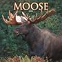 Moose 2008 Square Wall Calendar (Multilingual Edition)
