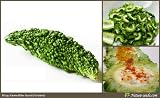 Nature Seeds Bitter Gourd / Melon / Momordica Charantia 10 Vegetable / Fruit Gardening Seeds