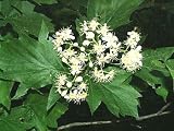 Eigenschaften tropical.garden  / Elsbeere - Sorbus torminalis 5K