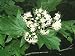 Elsbeere - Sorbus torminalis 5K