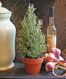 Live Rosemary Cone Topiary - 12 Cone Rosemary
